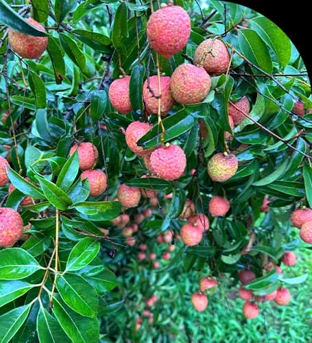 Toàn Phát - Kết nối nông sản Việt Nam với Thế Giới