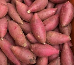 TOÀN PHÁT - KHOAI LANG